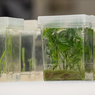 Thumb plant tissue cultures national center for genetic resources preservation usda