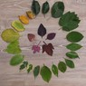 Thumb leaves1