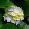 Thumb hydrangeas