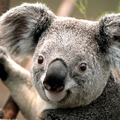 Medium koala