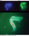 Medium worm kleptoplasty 20151009