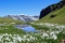 Thumb alp